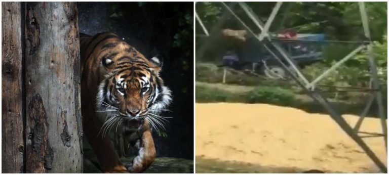 Tiger Attack on Farmer in Pilibhit